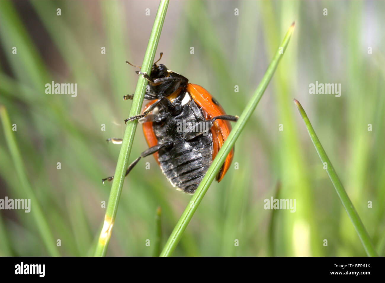 Seven-spot ladybird (Coccinella septepunctata) Stock Photo