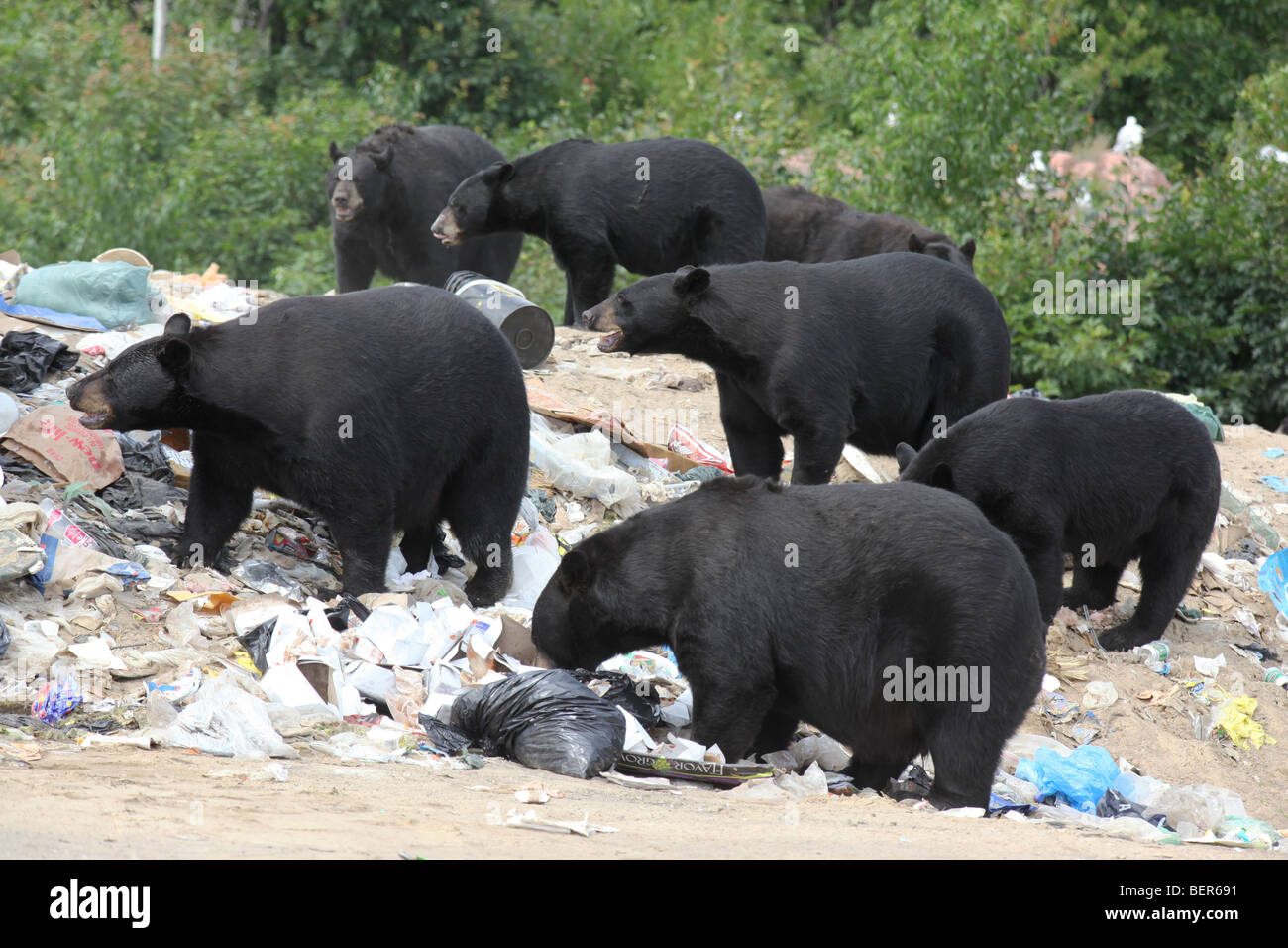 group of black bears Stock Photo Alamy