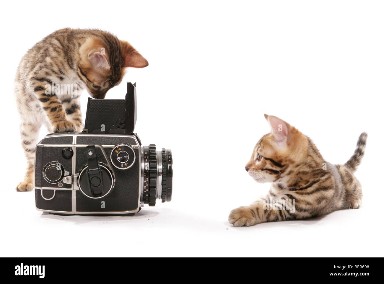 Bengal kitten taking a photograph of her sister portrait in a studio Stock Photo