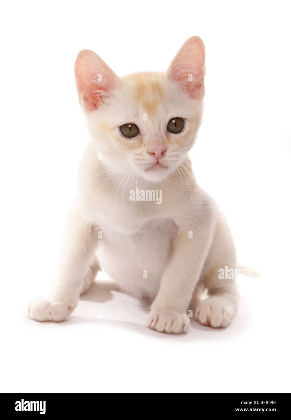 red burmese kitten portrait in a studio Stock Photo
