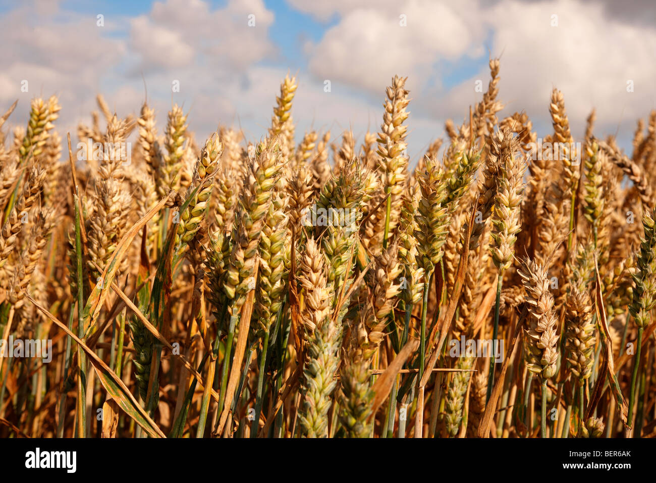 Wheat field ready to harvest Stock Photo