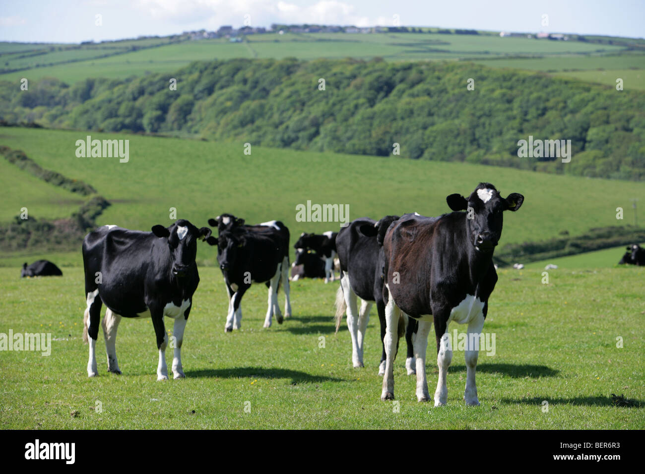 Cows in a field Wales Pembrokeshire Stock Photo