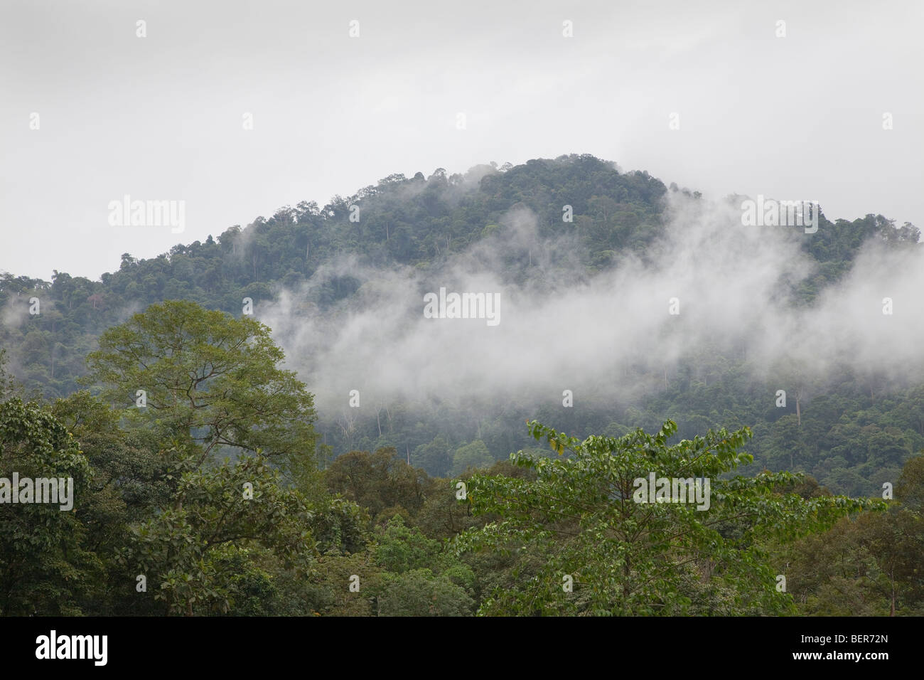 Tropical misty rainforest jungle view, Malaysia Stock Photo