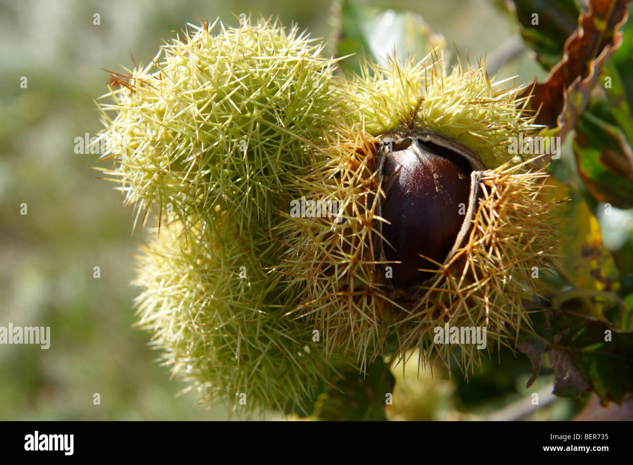 Chestnut tree fruit hi-res stock photography and images - Alamy
