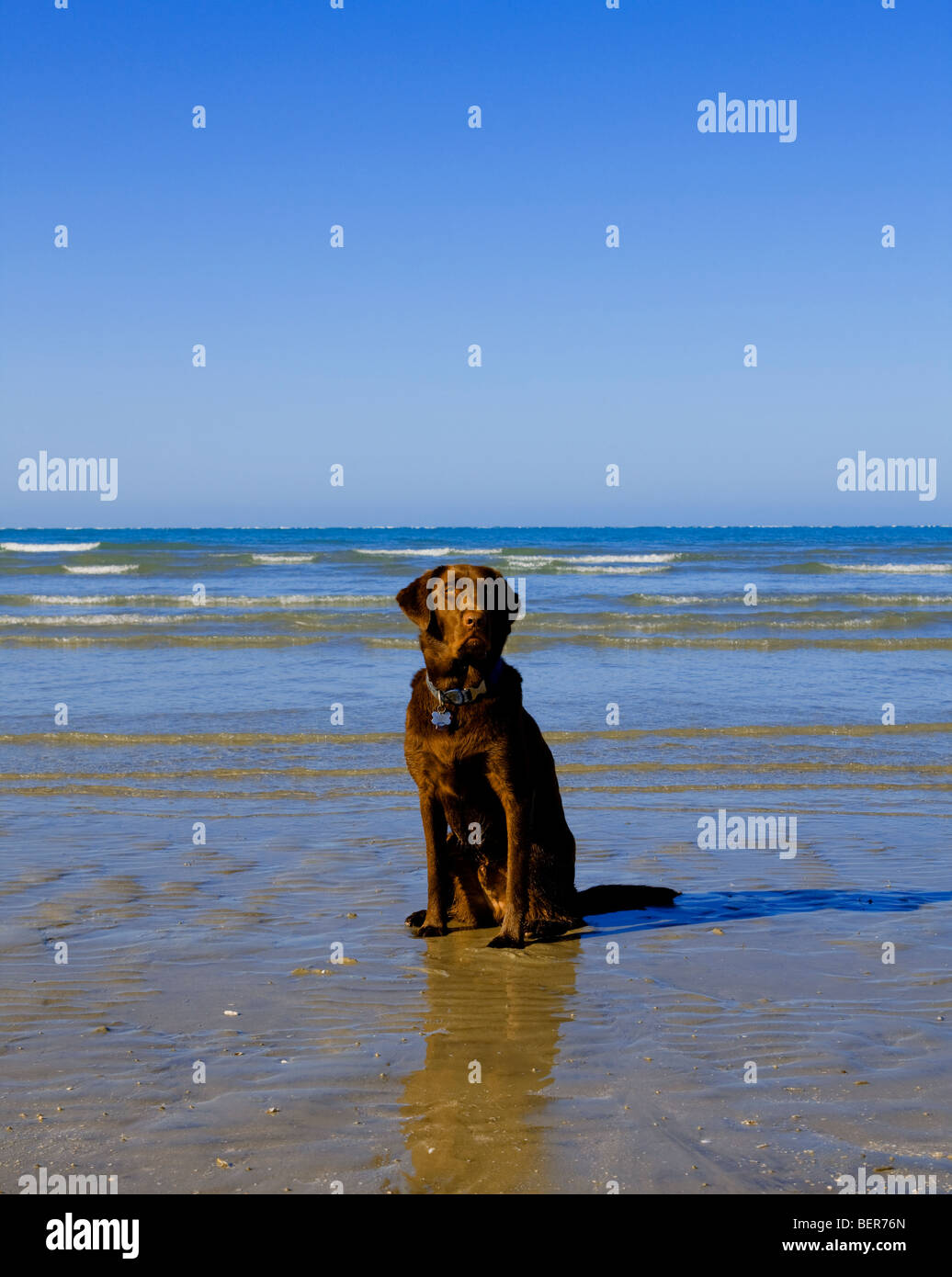 A chocolate Labrador dog enjoying the beach. Stock Photo