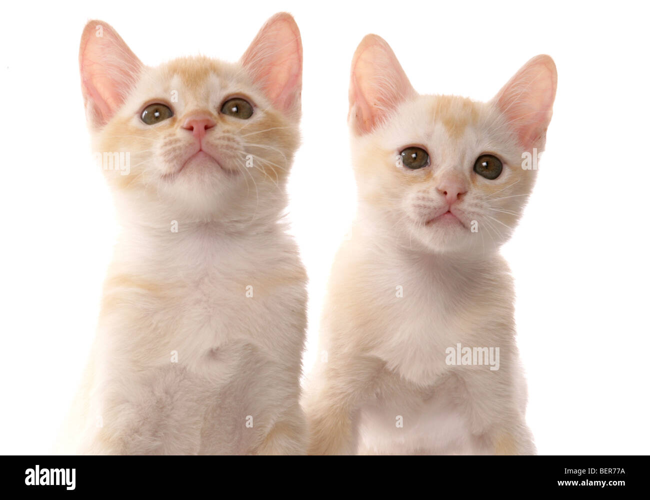 burmese kittens portrait in a studio Stock Photo
