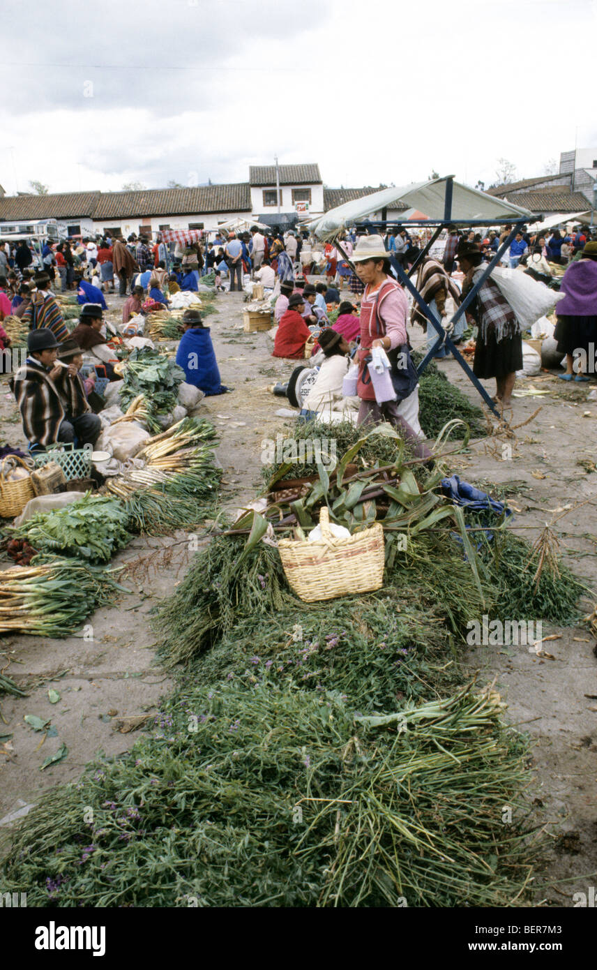 Large bundles of leafy plant material on sale in Ecuadorian highlands local market. Stock Photo