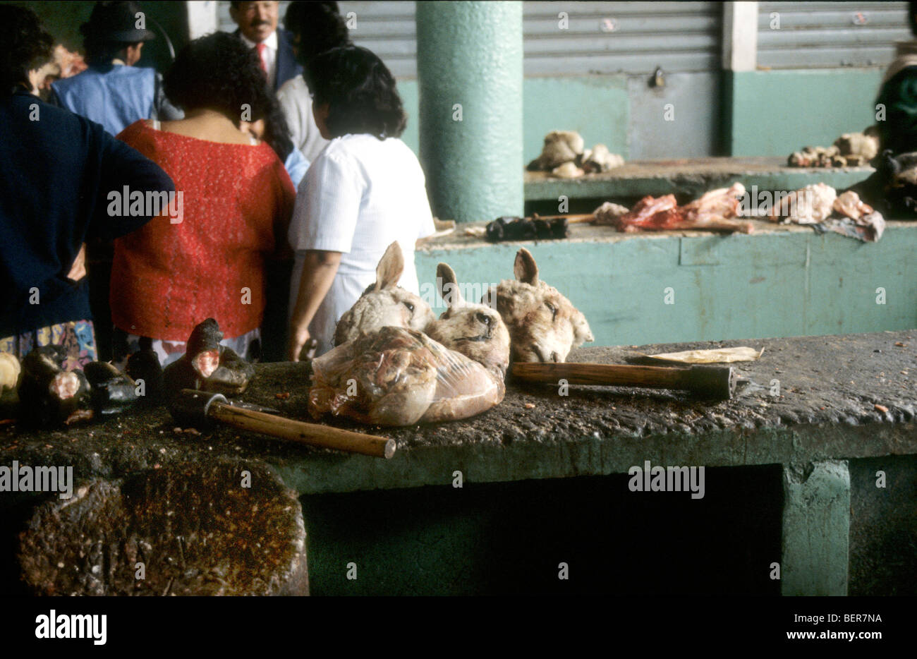 Three sheeps head lying in a row on concrete table slab beside plastic bag full of entrails. Stock Photo