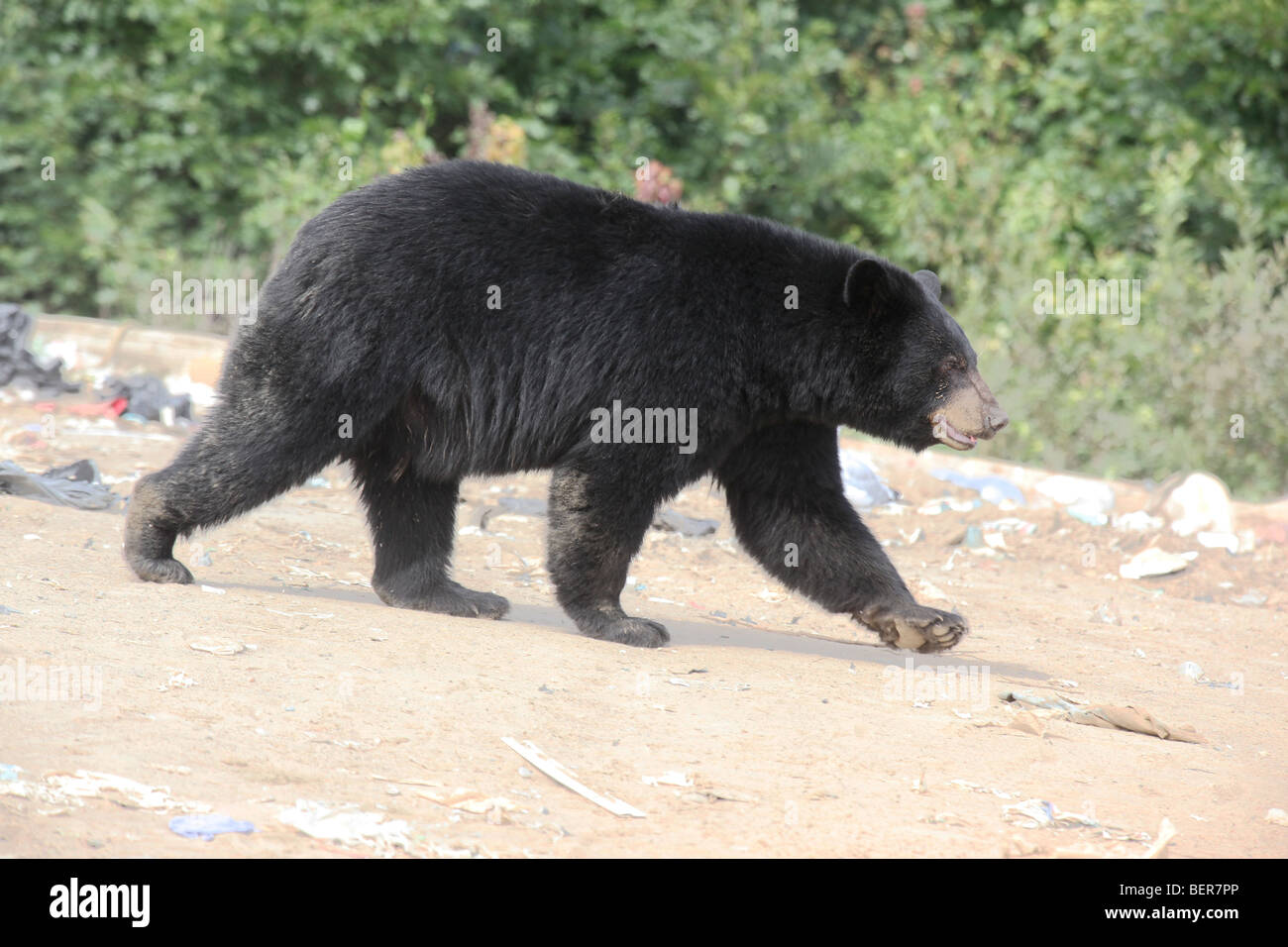 black bear walking briskly Stock Photo