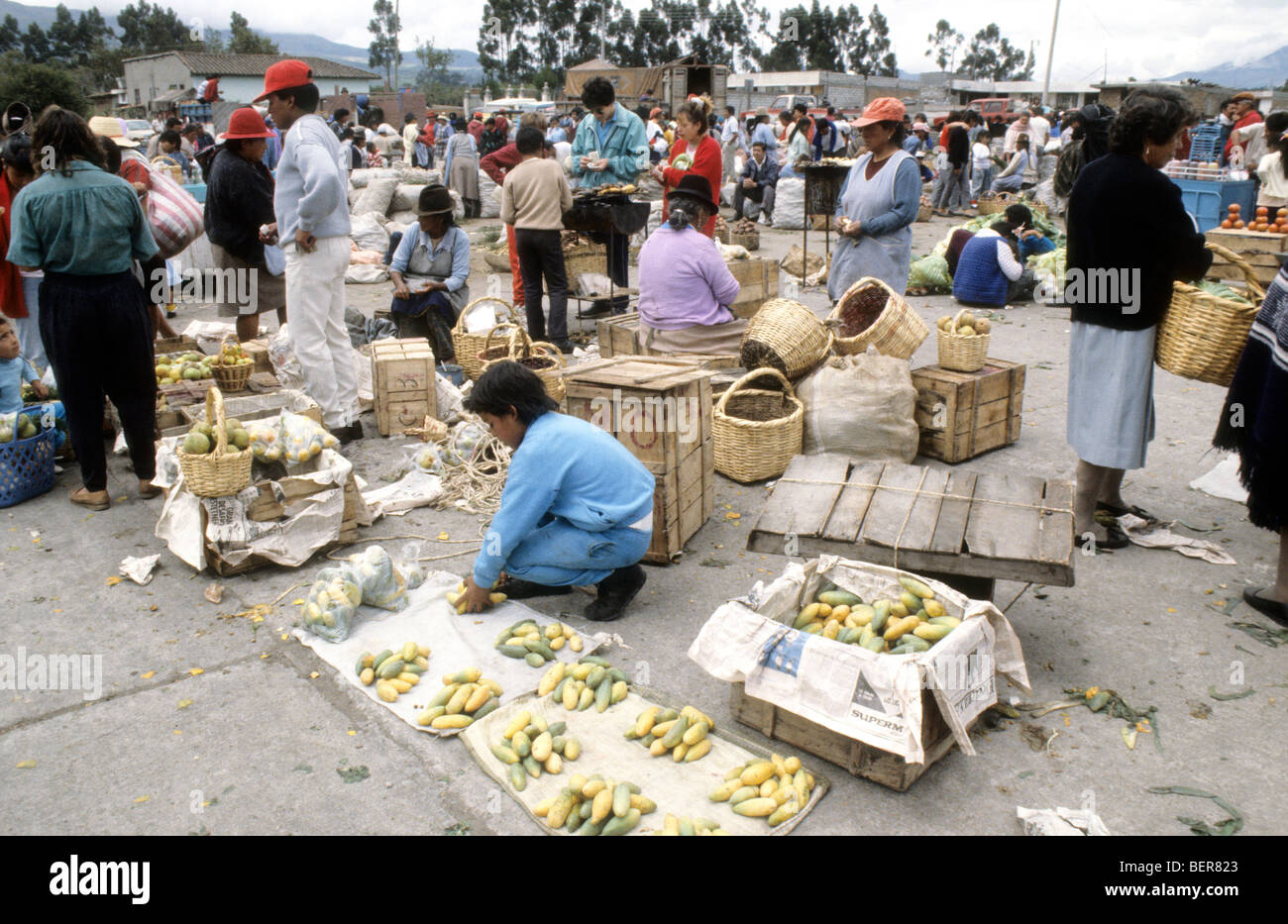 Young boy fruit seller spreads small yellow and green mangoes out on white cloths. Local upland Ecuador market. Stock Photo