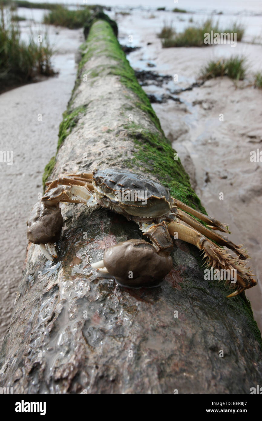 Chinese mitten crab, Eriocheir sinensis, Thames, London, October 2009 Stock Photo