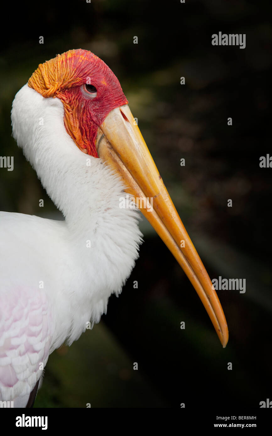 Painted Stork, Mycteria leucocephala, profile view Stock Photo