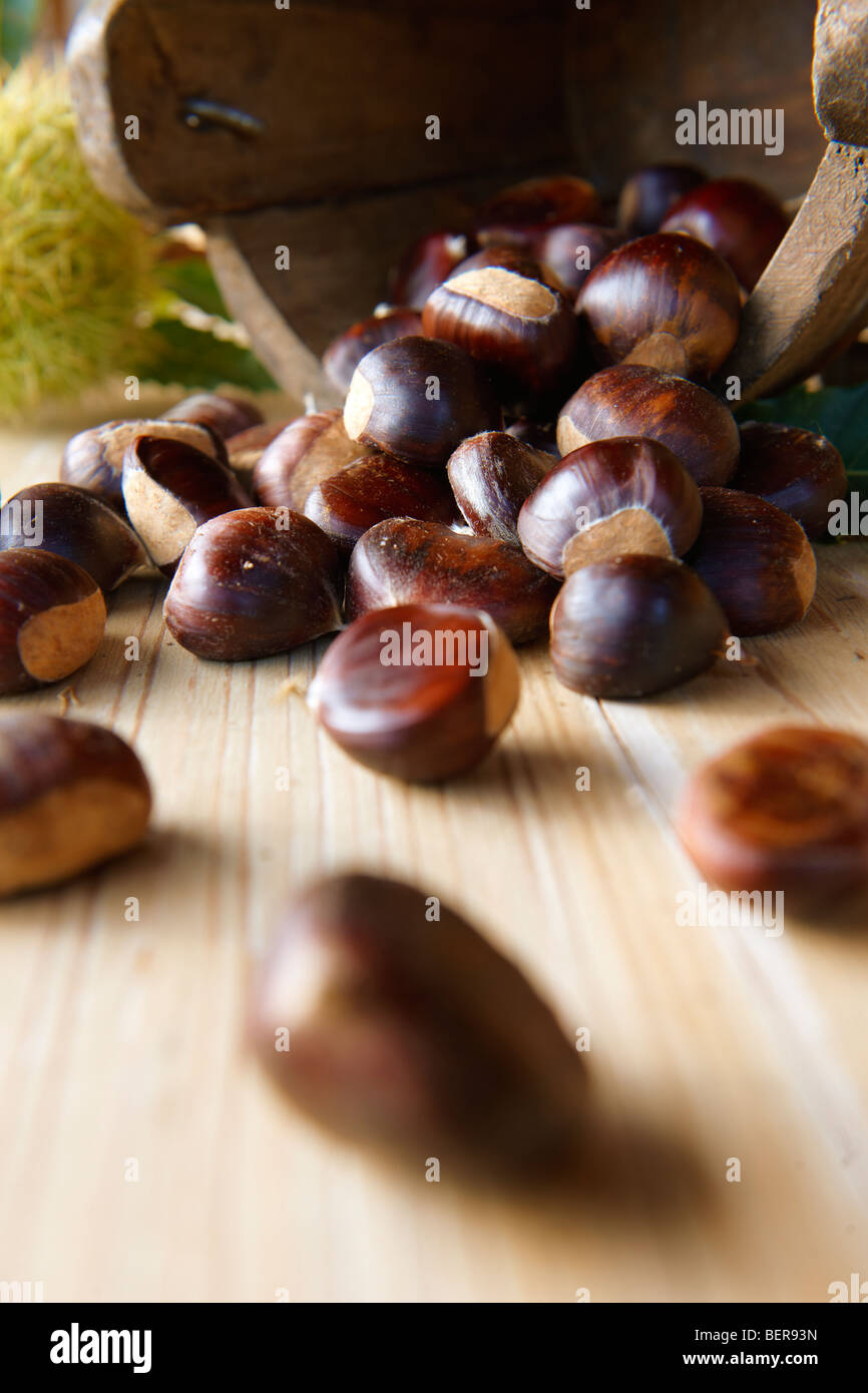 Un opened chestnut hi-res stock photography and images - Alamy