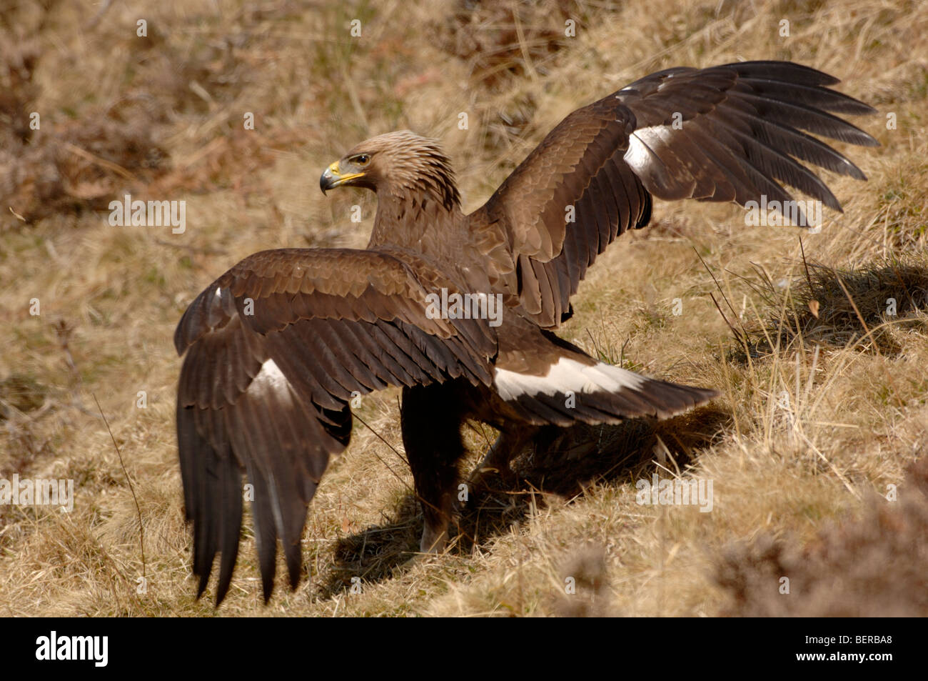 Golden Eagle Aquila chrysaetos juvenile 1st year Photographed in Spain Stock Photo