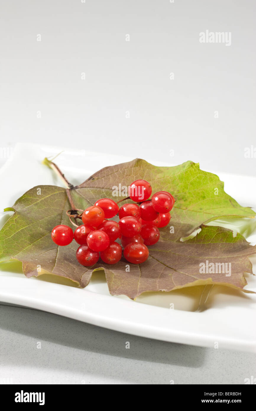 Red Snowball food series: ripe and red snowball tree berry Stock Photo - Alamy