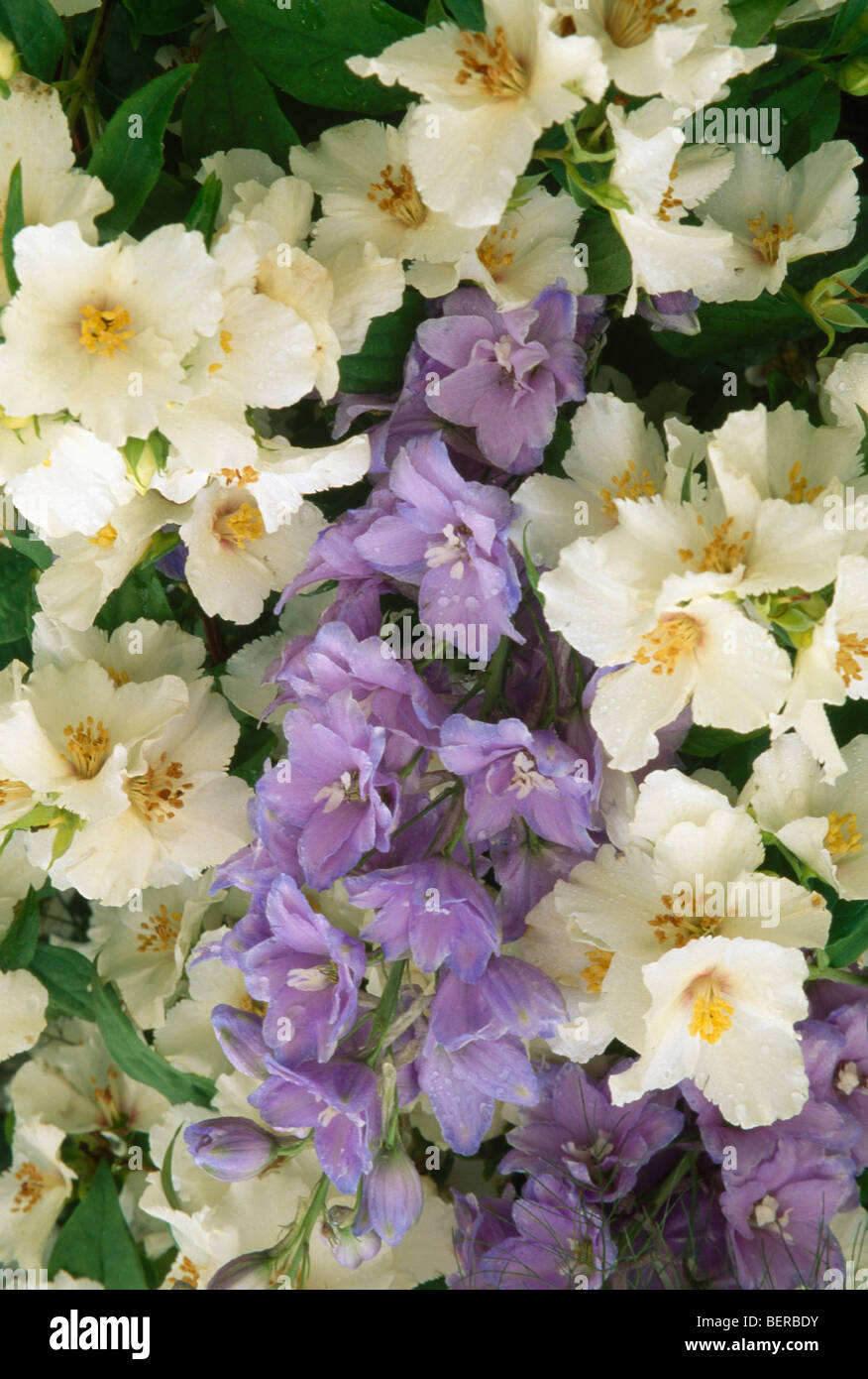 Yz 7 hotsell mauve