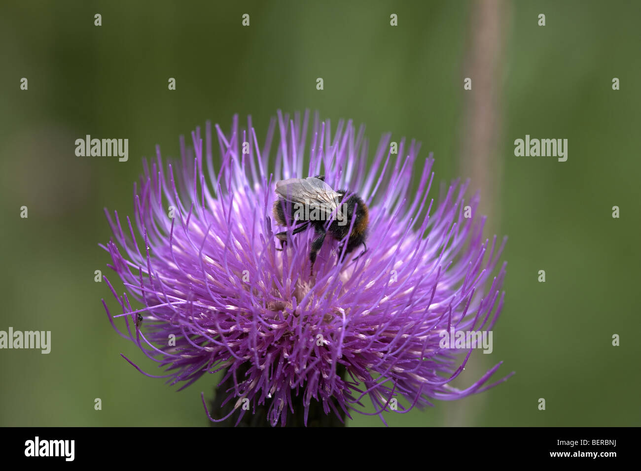 Bumble bee pollinating Melancholy Thistle flower, Cirsium heterophyllum, Cumbria, UK Stock Photo