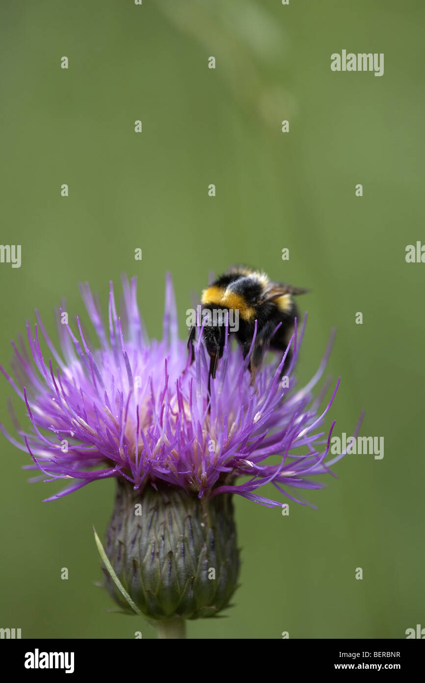 Bumble bee pollinating Melancholy Thistle flower, Cirsium heterophyllum, Cumbria, UK Stock Photo