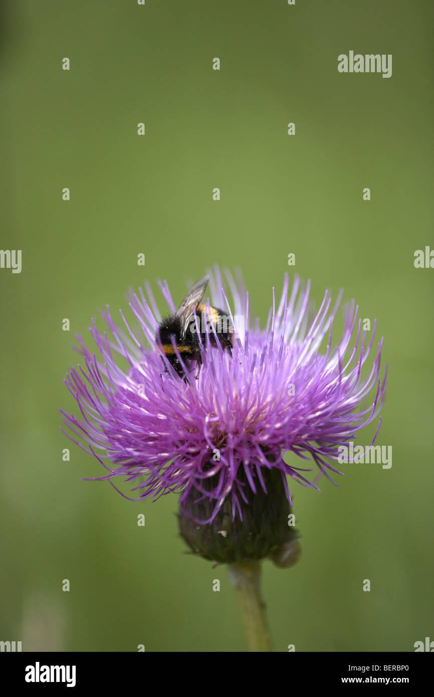 Bumble bee pollinating Melancholy Thistle flower, Cirsium heterophyllum, Cumbria, UK Stock Photo