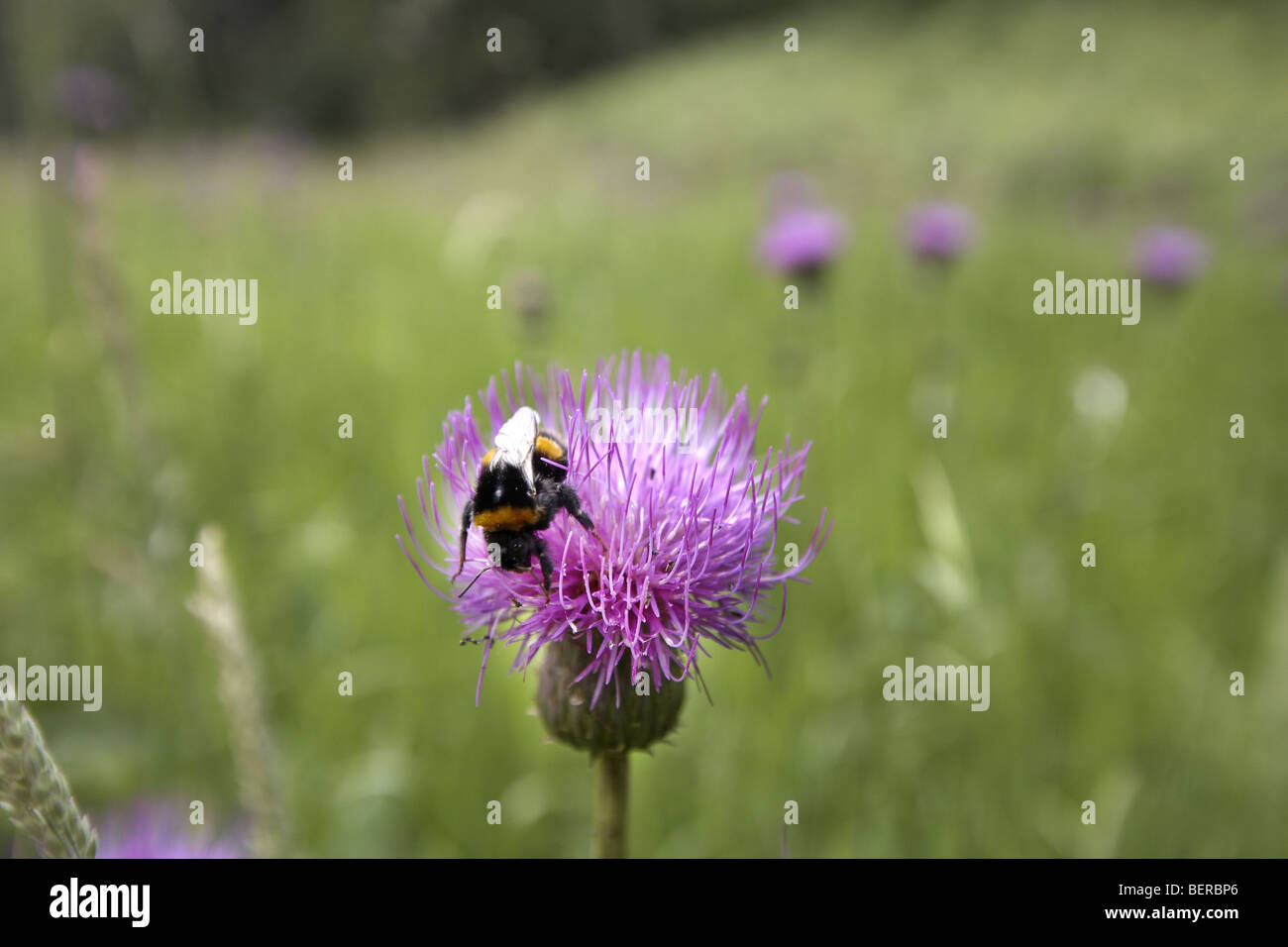 Bumble bee pollinating Melancholy Thistle flower, Cirsium heterophyllum, Cumbria, UK Stock Photo