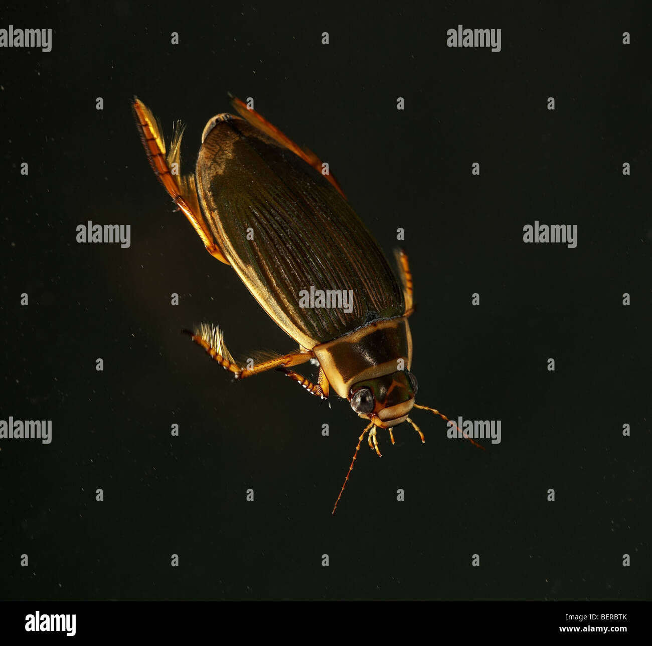 Great diving beetle, Dytiscus marginalis swimming under water Stock Photo