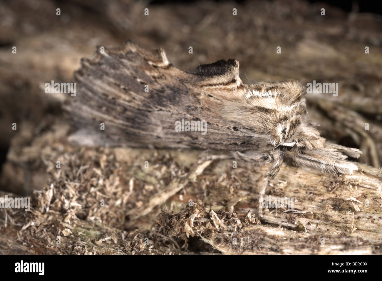 Pale prominent, Pterostoma palpina, moth resembles a piece of dry rotten wood. Stock Photo