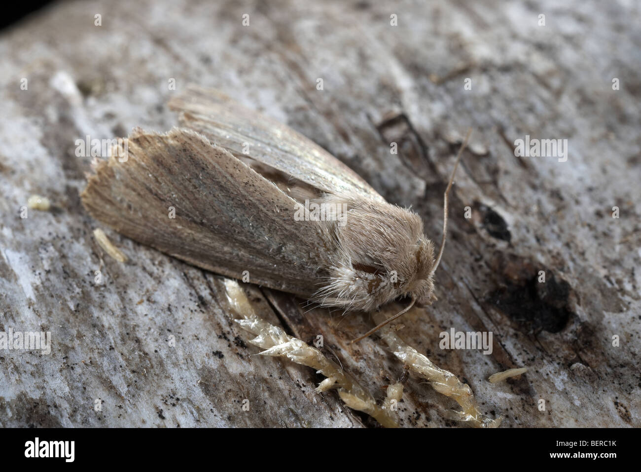 Reed Dagger Moth, Simyra albovenosa Stock Photo