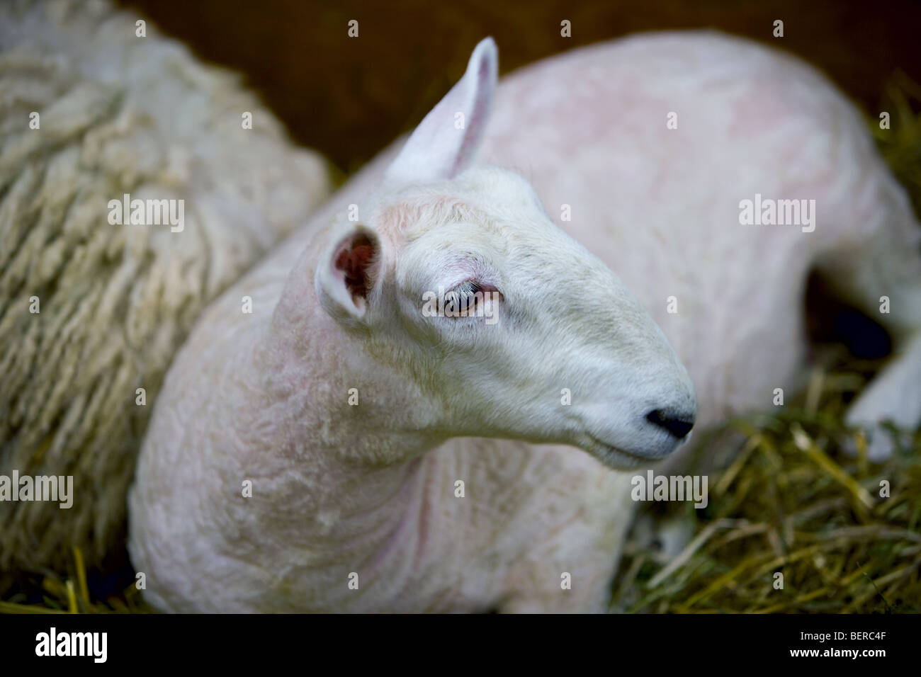 Sheep laying on hay in a barn. Stock Photo