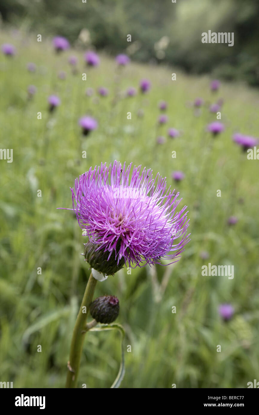 Melancholy Thistle, Cirsium heterophyllum, in an English meadow, Cumbria, UK. Stock Photo