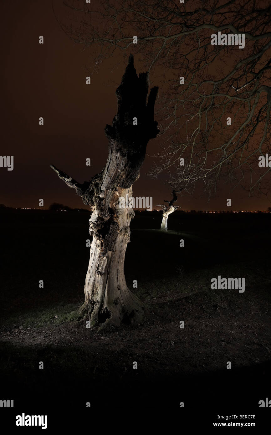 Two trees night hires stock photography and images Alamy