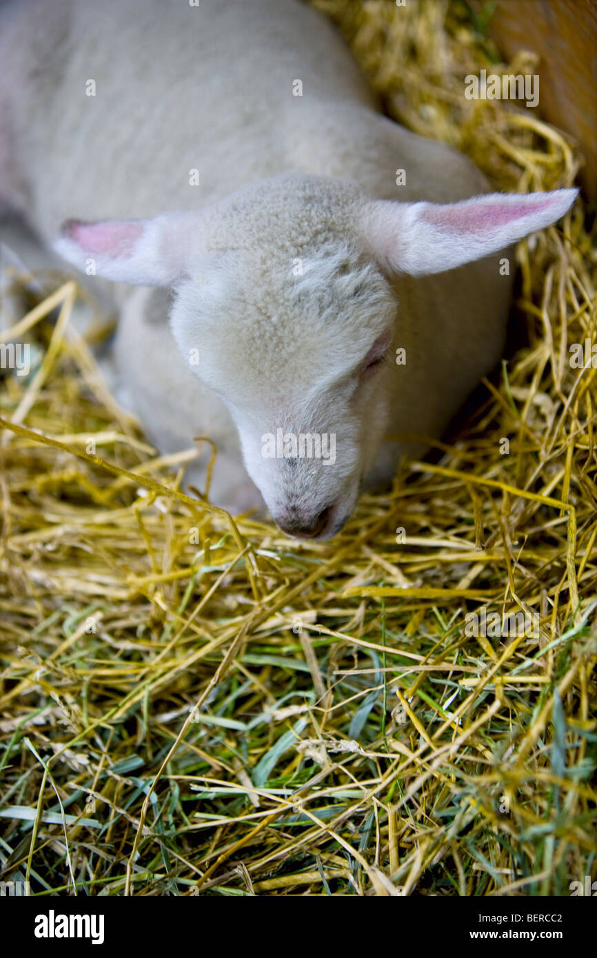 A lamb laying on hay in a barn. Stock Photo