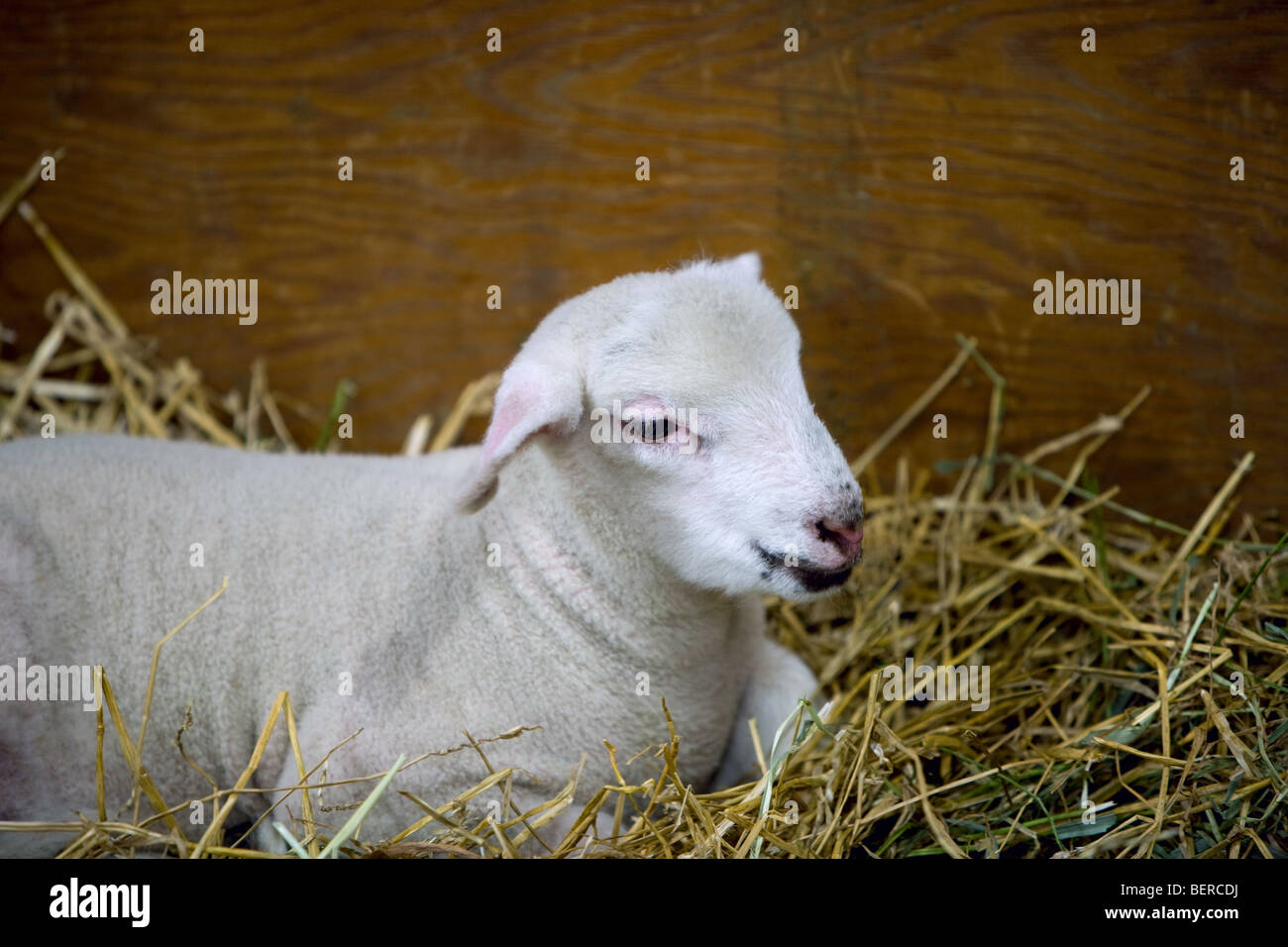 A lamb laying on hay in a barn. Stock Photo