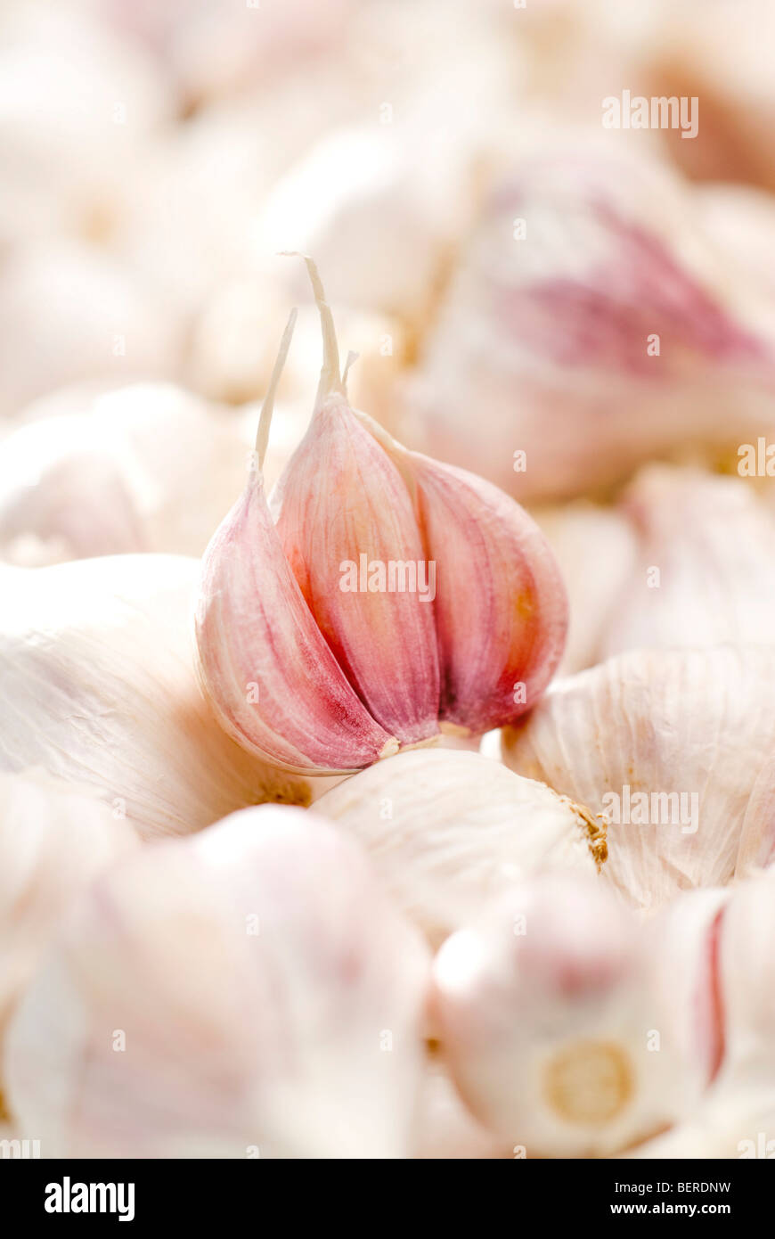 Certified organic fresh garlic Stock Photo