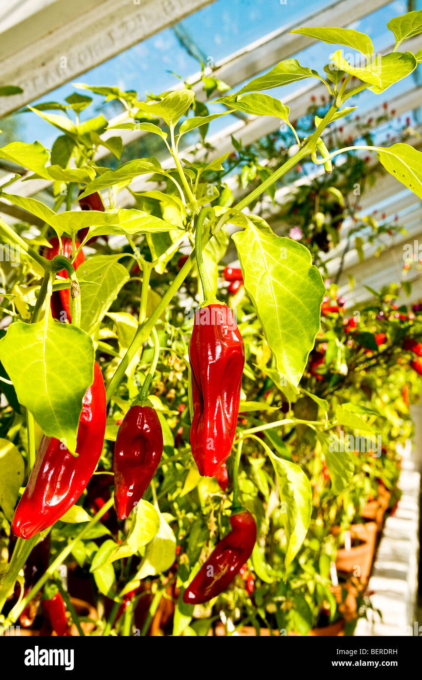 Chilli plant hires stock photography and images Alamy