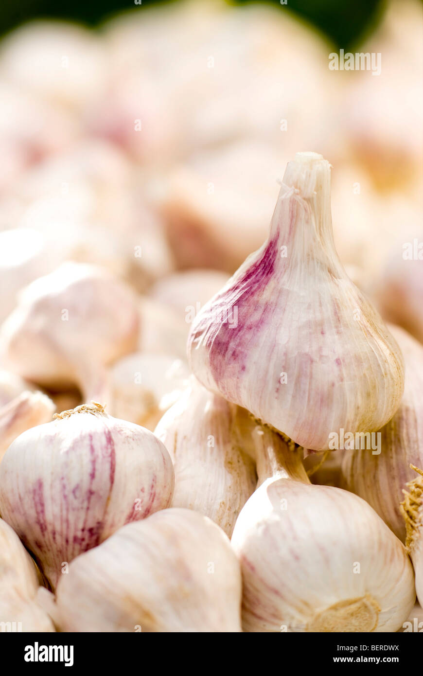 Certified organic fresh garlic Stock Photo Alamy