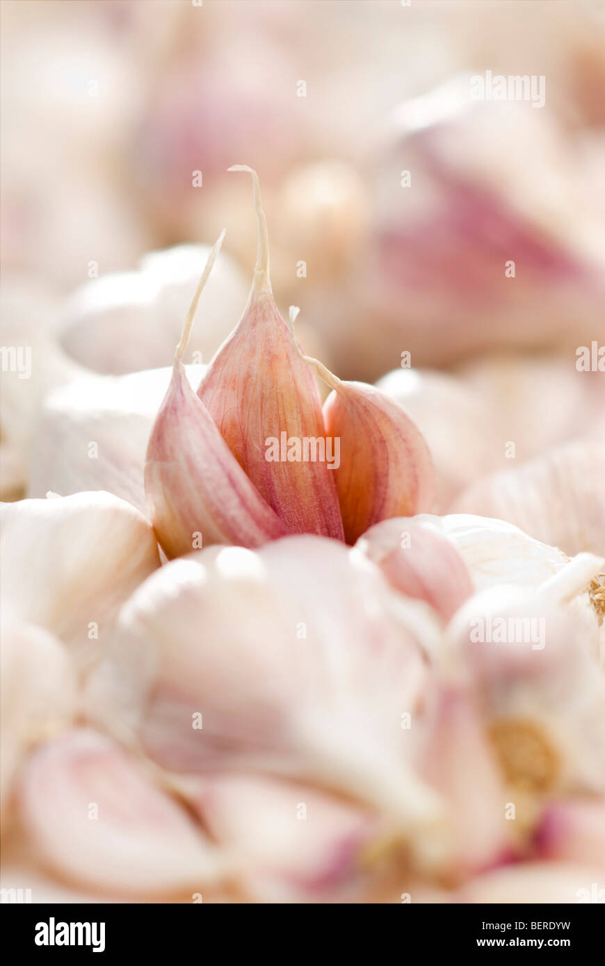 Certified organic fresh garlic Stock Photo Alamy
