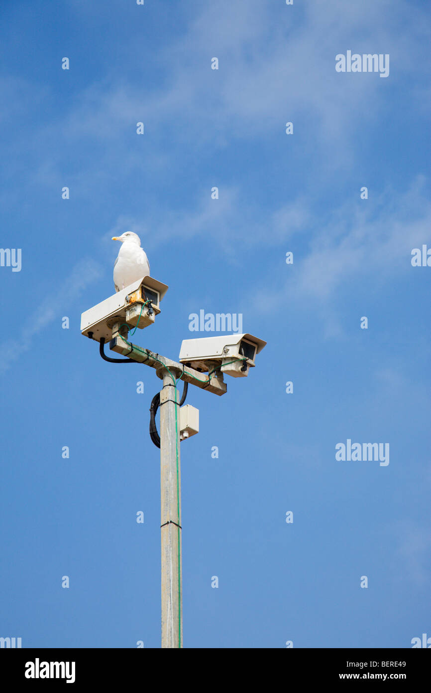 A birds eye view, surveillance camera's and seagull Stock Photo Alamy