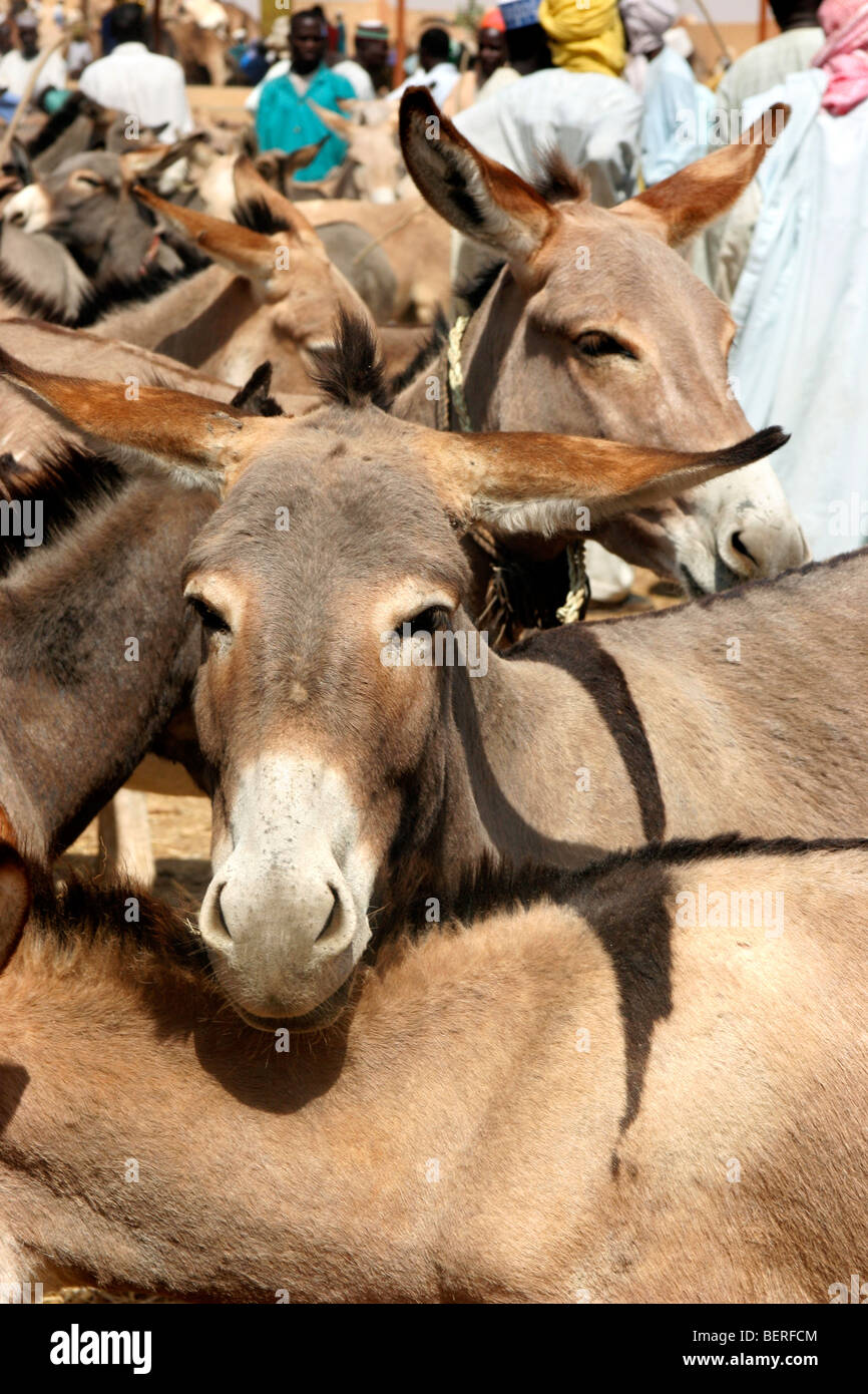 Domestic donkeys (Equus asinus) for sale at donkey market, Zinder