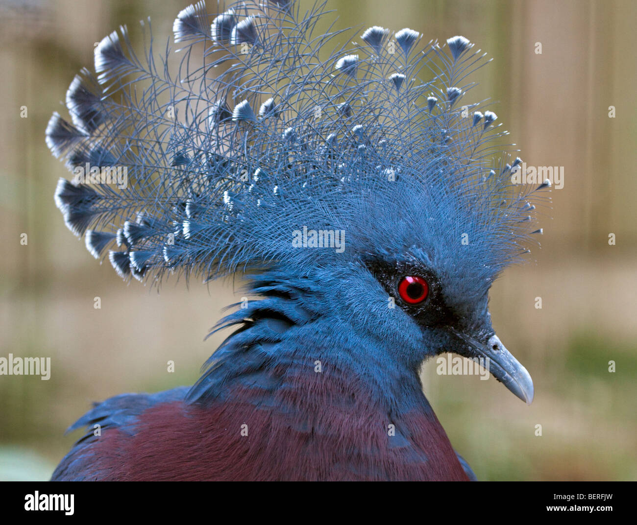 Victoria Crowned Pigeon (goura victoria) Stock Photo