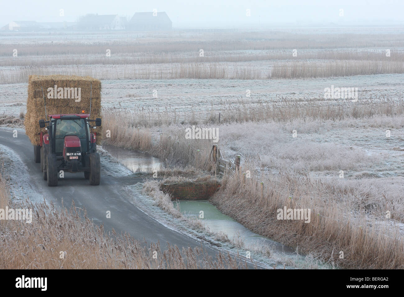 Tractor along reed fringes in meadowlands in winter, Uitkerkse polder, Belgium Stock Photo