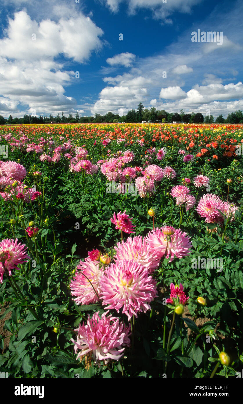 View of dahlia flowers in a field at Swan Island Dahlias Canby Oregon Stock Photo