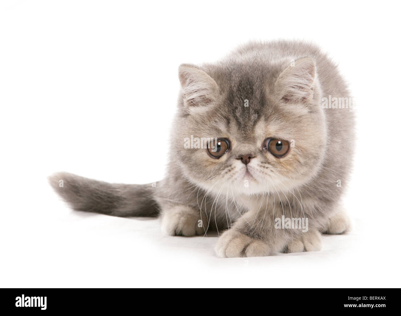 Exotic Shorthair Kitten Stock Photos Exotic Shorthair Kitten