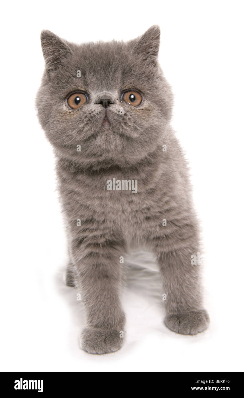 Blue exotic sale shorthair cat