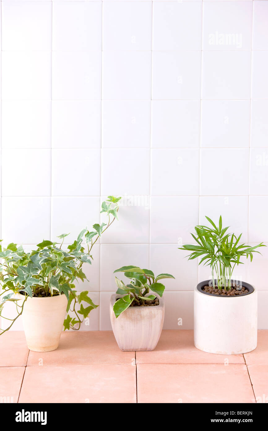 Three potted plants on floor Stock Photo