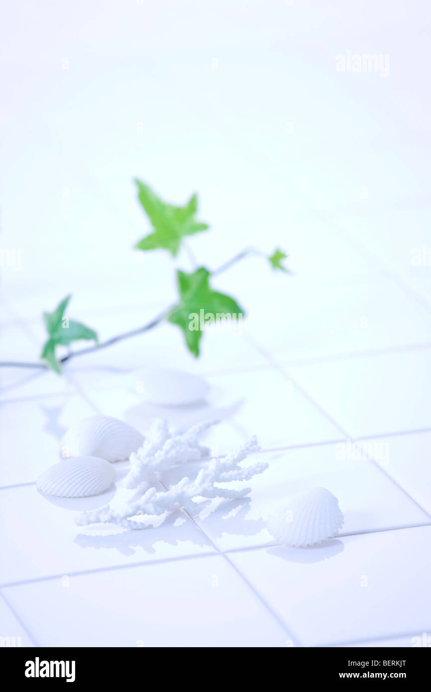 Plant and white shells on floor soft focus Stock Photo