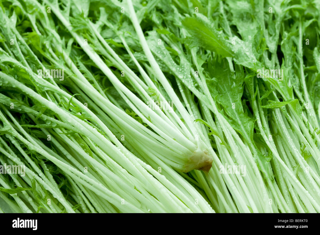 Potherb mustard hires stock photography and images Alamy