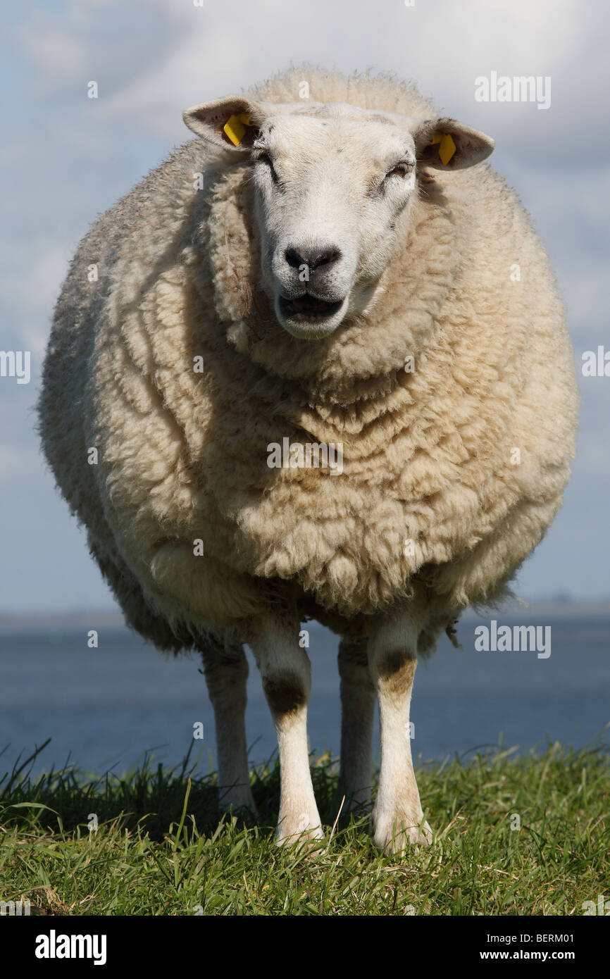 Domestic sheep (Ovis aries) in polder on dyke, Belgium Stock Photo