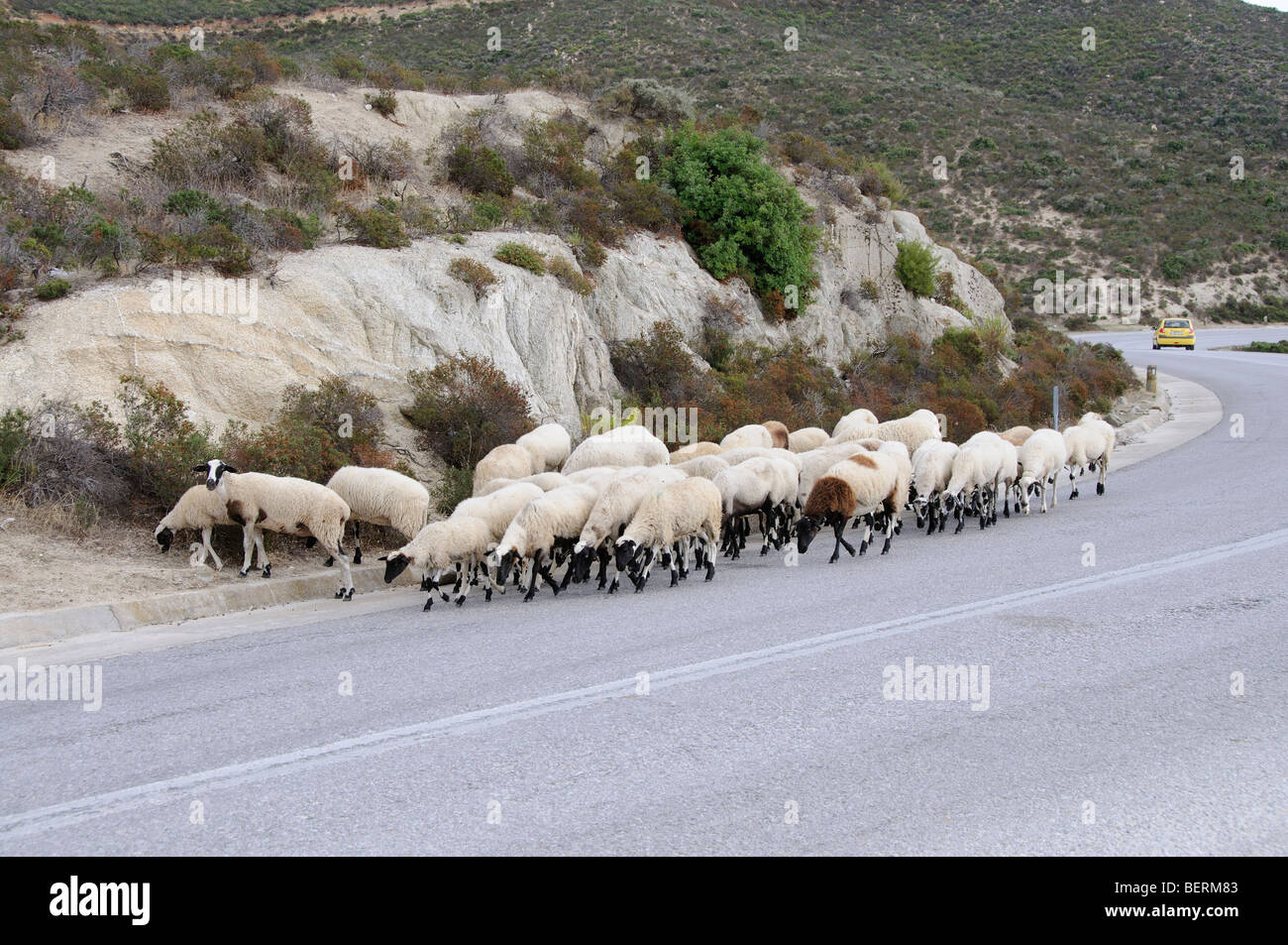 Sheep walking in the road hi-res stock photography and images - Alamy