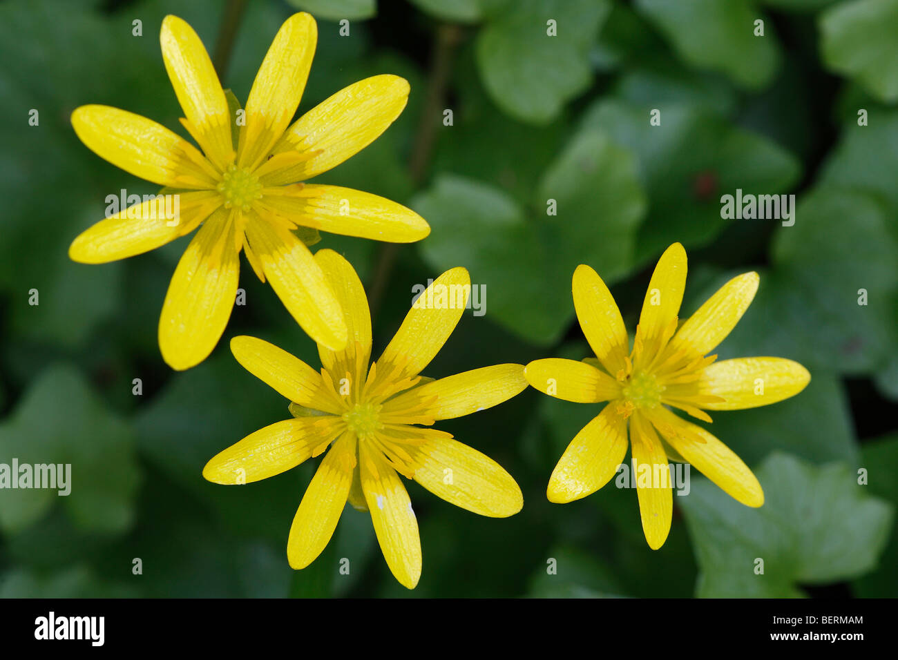 Lesser celandine / Pilewort (Ranunculus ficaria subsp. bulbilifer / Ficaria verna subsp. bulbifer) in flower Stock Photo