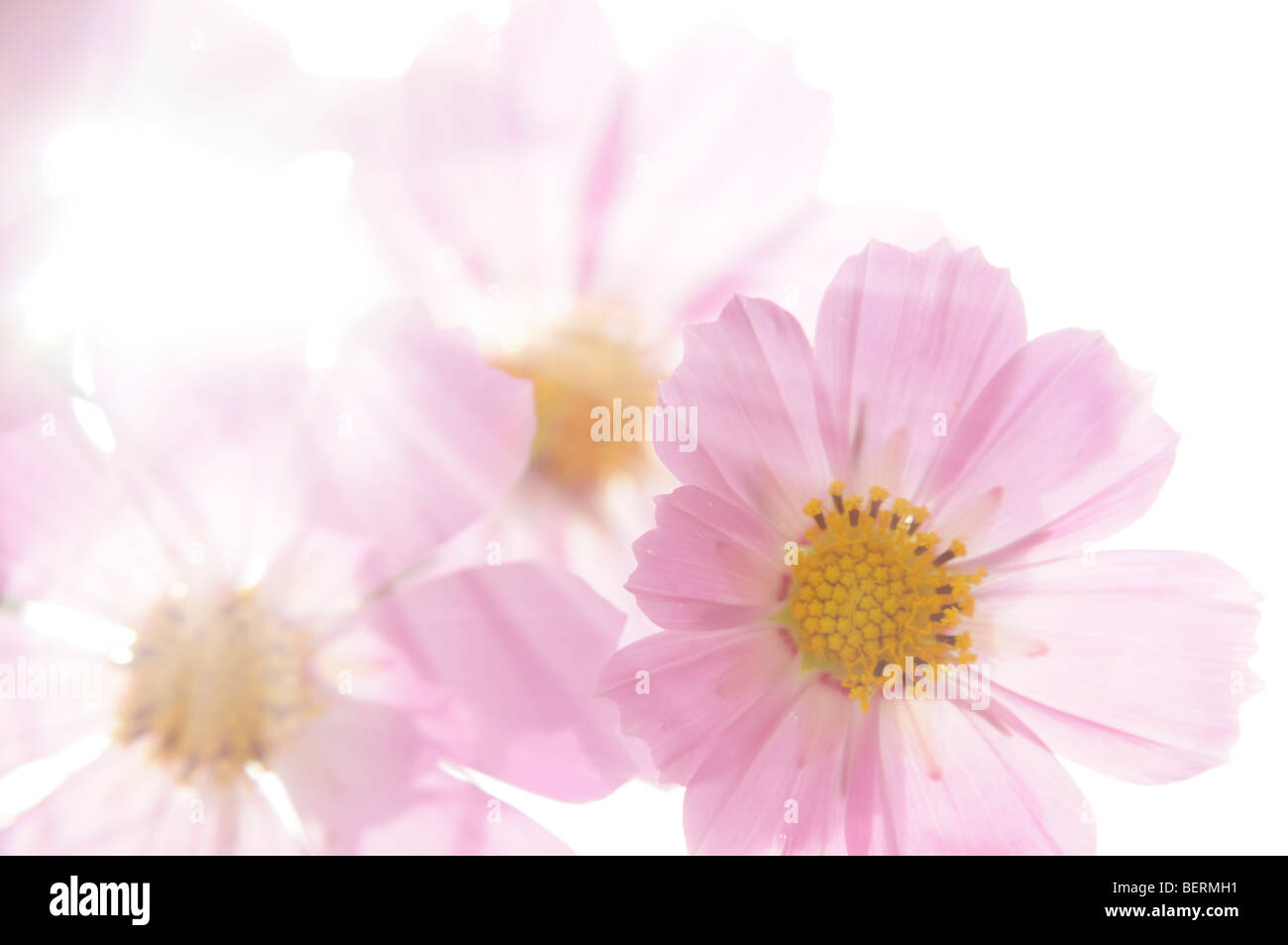 Light pink cosmos flower hi-res stock photography and images - Alamy